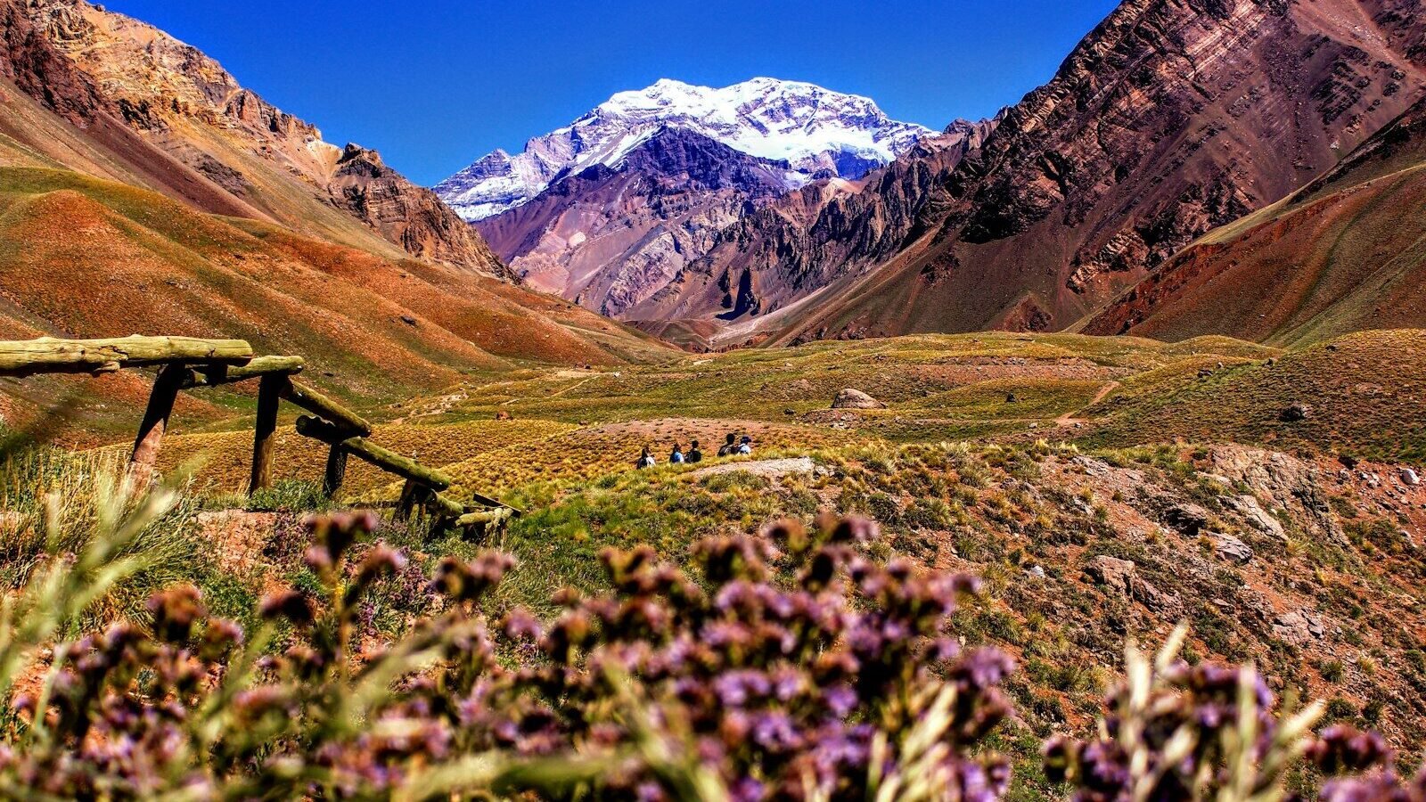 purple-petaled flowers near mountain during daytime